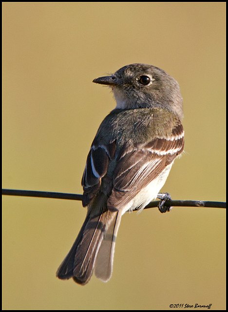_1SB6978 least flycatcher.jpg